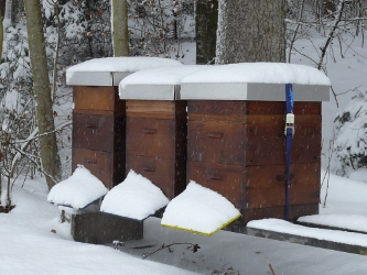Winterruhe