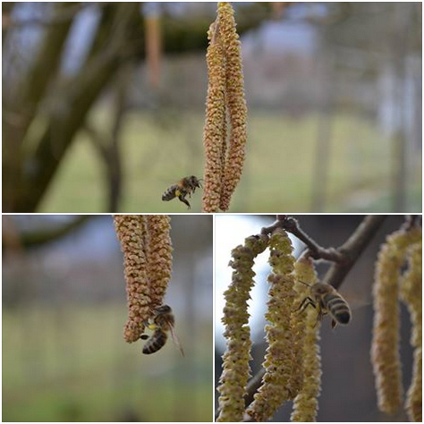 Winterruhe
