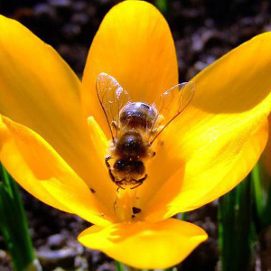 Frühling